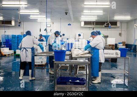 Fish Processing at Grimsby Fish Market, Grimsby Docks,  Uk Fishing Stock Photo