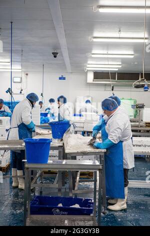 Fish Processing at Grimsby Fish Market, Grimsby Docks,  Uk Fishing Stock Photo