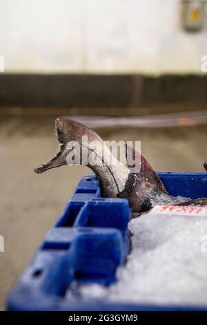 Haddock, Grimsby Fish Market, Grimsby Docks, Uk Fishing Stock Photo