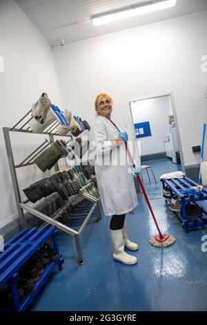 Fish Processing at Grimsby Fish Market, Grimsby Docks,  Uk Fishing Stock Photo