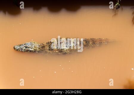 Caiman in a water, Iguazu National Park, Argentina Stock Photo