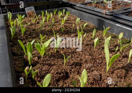 Close up of tray of calendula seedling seedlings growing in the greenhouse in spring England UK United Kingdom GB Great Britain Stock Photo