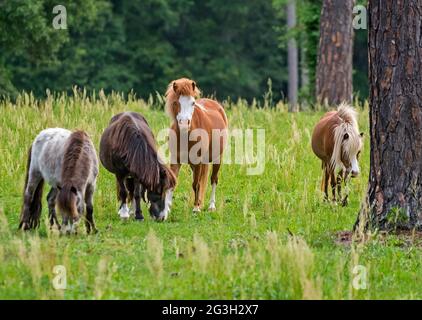 Miniature horses grazing in a pasture in North Central Florida. Stock Photo