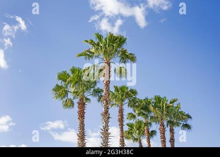 Stately Sabal Palm Trees, the State Tree of Florida, at a Lowes Store in Alachua, Florida. Stock Photo