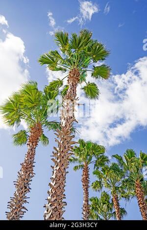 Stately Sabal Palm Trees, the State Tree of Florida, at a Lowes Store in Alachua, Florida. Stock Photo