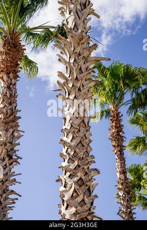 Stately Sabal Palm Trees, the State Tree of Florida, at a Lowes Store in Alachua, Florida. Stock Photo