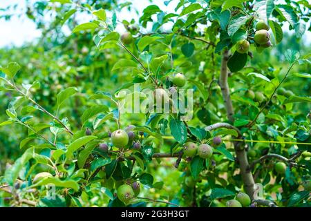 Fuji Apple Trees Stock Photo
