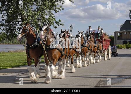 ST. CHARLES, UNITED STATES - Sep 18, 2009: The hitched team of Budweiser Clydesdales pulling the red beer wagon at a promotional event in Missouri. Stock Photo