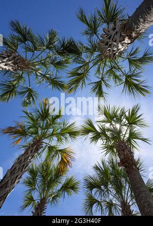 Sabal Palm Trees in the parking area of CVS pharmacy in High Springs, FL. Stock Photo