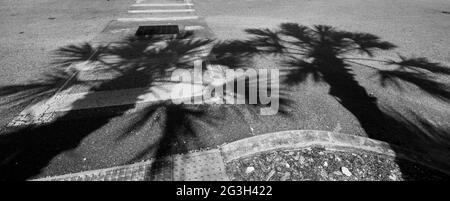 Sabal Palm Tree shadows in the parking area of CVS pharmacy in High Springs; FL. Stock Photo