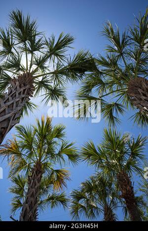 Sabal Palm Trees in the parking area of CVS pharmacy in High Springs; FL. Stock Photo
