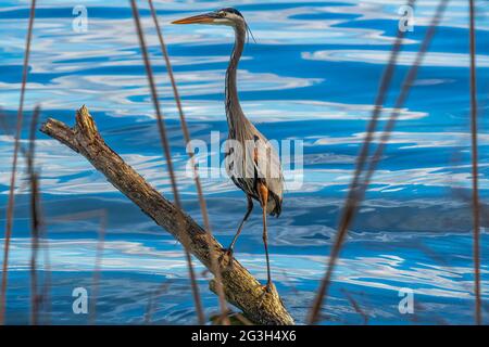 Great Blue Heron close-up  taken in 2021 at circle b bar reserve in Lakeland, Florida, USA Stock Photo