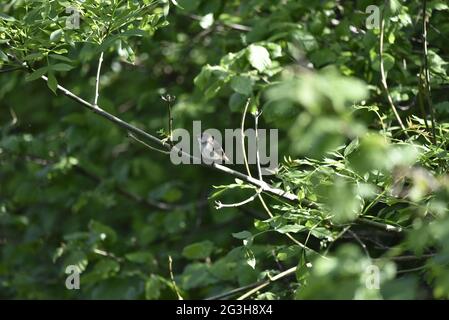 Female European Pied Flycatcher (Ficedula hypoleuca) Perched on a Sunny Branch over a River in Wales in the Summer Stock Photo