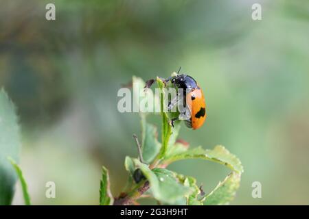 Ant bag beetle Clytra laeviuscula in close-up perched on a leaf Stock Photo