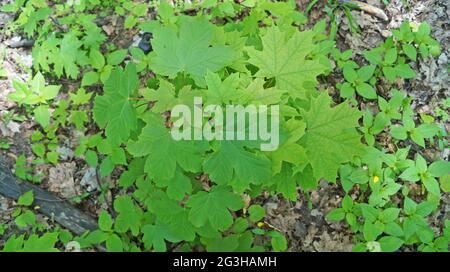 Small maple tree with beautiful green leaves in a meadow on a sunny spring day Stock Photo