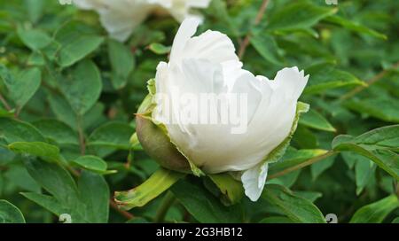 A flower and a bud of a tree-like peony with delicate white petals and a dark pink and yellow center on the bush Stock Photo