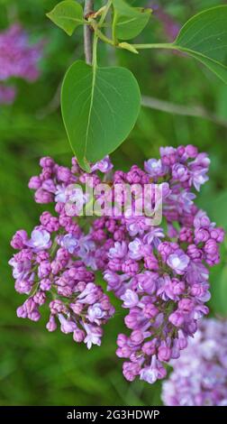 Lilac branch with purple delicate flowers and leaves on a bush on a spring sunny day Stock Photo