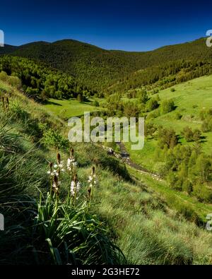 White asphodel (Asphodelus albus) with the Santa Magdalena Valley in the background (Alt Pirineu Natural Park, Catalonia, Spain, Pyrenees) Stock Photo