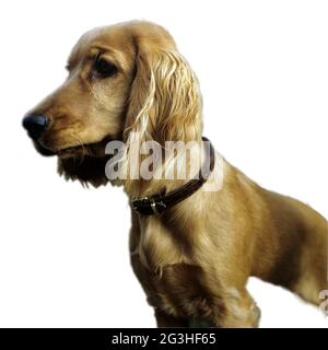 Red Cocker Spaniel Stock Photo