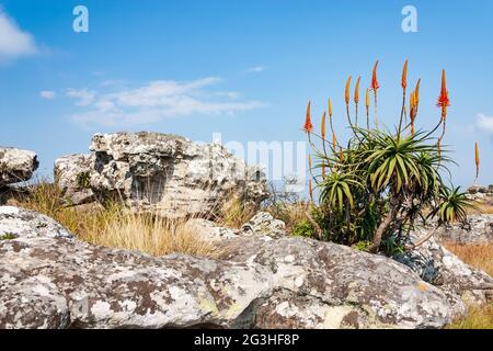 Rocky landscape with Krantz aloe arborescens in bloom near Graskop, Mpumalanga, South Africa Stock Photo
