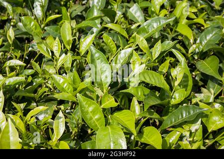 Green tea leaves on a plantation in Tzaneen, Limpopo, South Africa Stock Photo