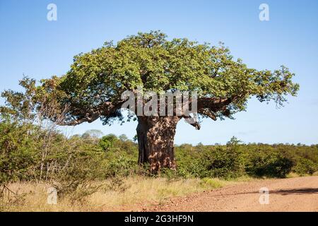 Von Wielligh's Baobab, a big and famous baobab tree Adansonia digitata in Kruger National Park, South Africa Stock Photo