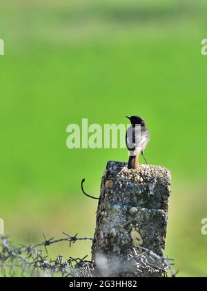 Black redstart - Phoenicurus ochruros Stock Photo