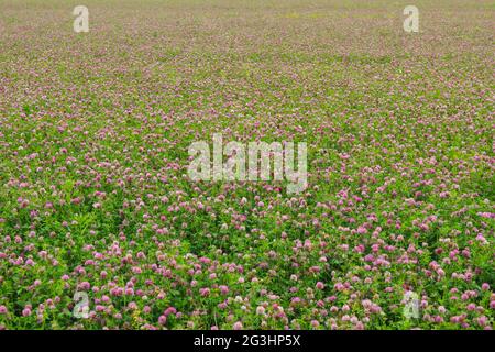 Farming field with flowering clover for animal feed Stock Photo