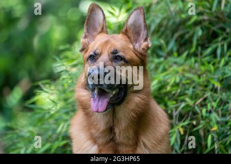Portrait of a purebred German Sheppard dog Stock Photo