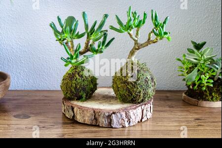 Kokedama of a succulent plant called Crassula Ovata Gollum or Hobbit on a wooden table Stock Photo