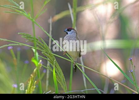 Plum-headed Finch (Neochmia modesta) adult male perched on grass stem south-east Queensland, Australia      January Stock Photo