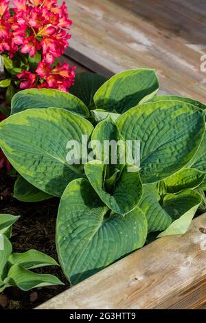 'Frances Williams, Aureomarginata, Eldorado, Yellow Edge' Hosta, Daggfunkia (Hosta sieboldiana) Stock Photo