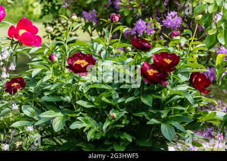 'Chocolate Soldier' Common garden peony, Luktpion (Paeonia lactiflora) 'Chocolate Soldier' Common garden peony, Luktpion (Paeonia lactiflora)