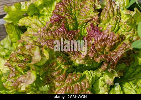 'Amerikanischer Brauner' Lettuce, Sallat (Lactuca sativa) Stock Photo