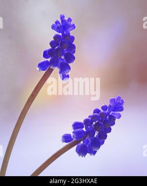 Grape hyacinth  Muscari Mill Stock Photo
