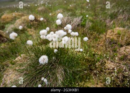 Cotton Grass - Eriophorum polystachion Stock Photo