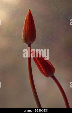Red flowers in dew, tulips buds on a blurry background Stock Photo