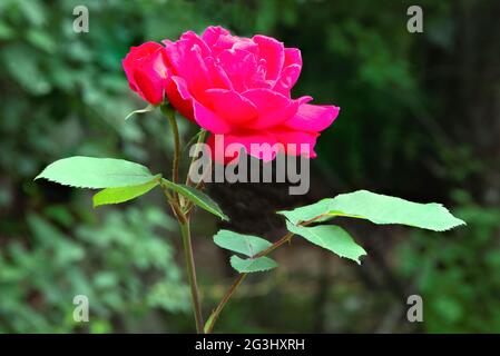 Closeup of two vibrant rosey red blossoms on thorny branch of summer flowering rose bush. One fully opened; the other just beginning to open. Stock Photo