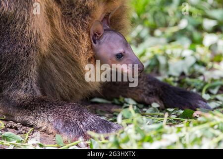 Wallaby with a young joey Stock Photo