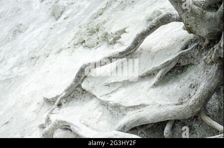 The white roots of the tree are twisted on a chalk rock. The roots hold onto the rock. Stock Photo