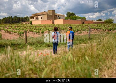 Walking among the vineyards of L'Oller del Mas, in the Pla de Bages Designation of Origin (Barcelona, Catalonia, Spain) Stock Photo