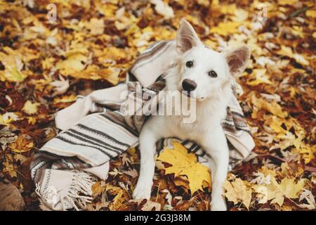 Beautiful cute dog lying under cozy blanket among fall leaves in autumn woods. Adorable white swiss shepherd puppy covered with plaid relaxing on back Stock Photo