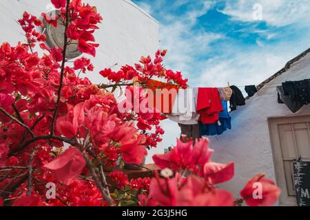 Pink bougainvillea flowers growing on a rooftop patio in Córdoba, Spain on a beautiful clear afternoon, while some laundry hangs to dry on the line Stock Photo
