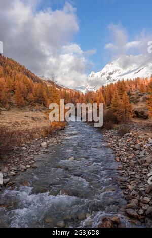 Autumn or fall color Larch trees with little stream or river passing over rocks. Idyllic Autumn or Fall forest background Stock Photo