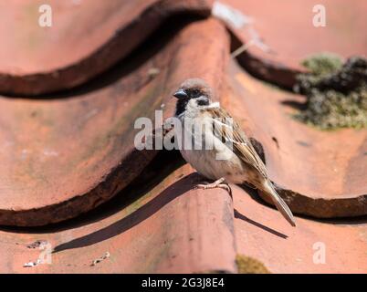 Eurasian Tree Sparrow (Passer montanus) on a orange tiled roof. Stock Photo