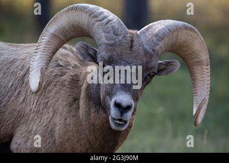 Bighorn sheep in South Dakota. Stock Photo