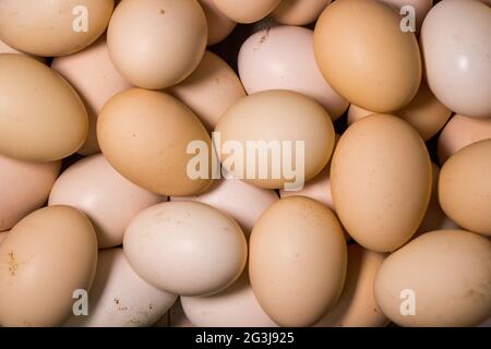 Eggs, Chicken eggs. Many fresh eggs. Stock Photo