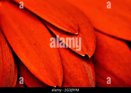 close-up of orange gerbera petals as a background Stock Photo