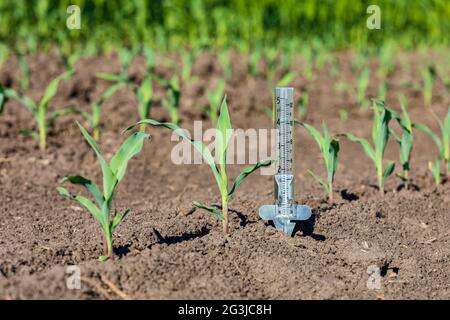 Rain gauge in cornfield. Drought, dry weather and farming concept. Stock Photo