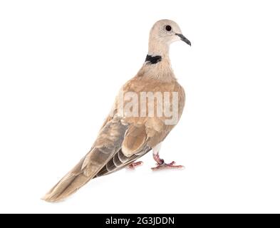 African collared dove in front of white background Stock Photo